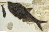 Multiple Fossil Fish (Diplomystus & Knightia) Plate - Wyoming #370908-1